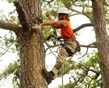 top service tree trimming