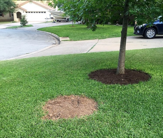 Tree Removal Service