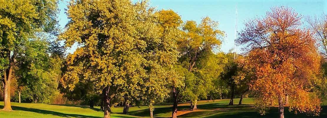 top service tree trimming and pruning